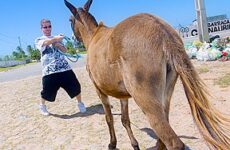 Donkeys & Brazilian Chicks