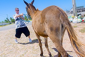 Donkeys & Brazilian Chicks